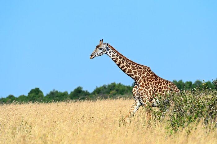 Poster Giraffe vor einem Hintergrund von Blau