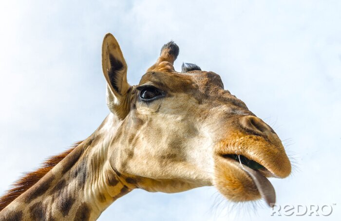 Poster Giraffe Zunge zeigend