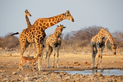 Giraffen an einer Wasserstelle