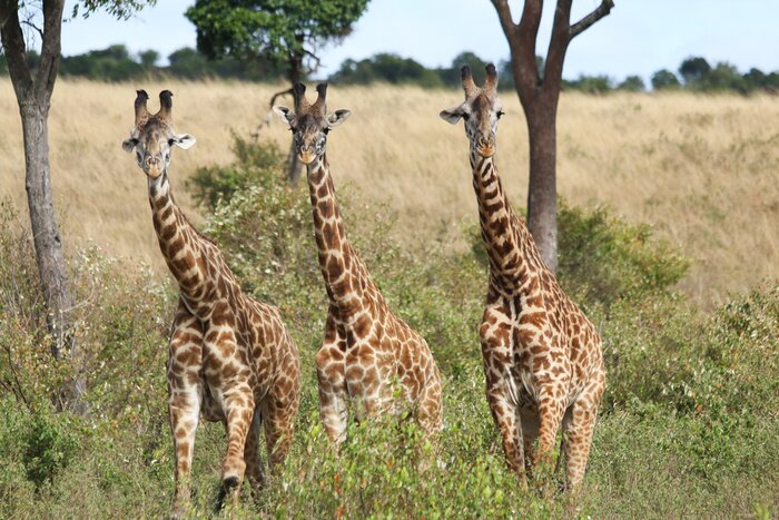 Poster Giraffen im hohen Gras