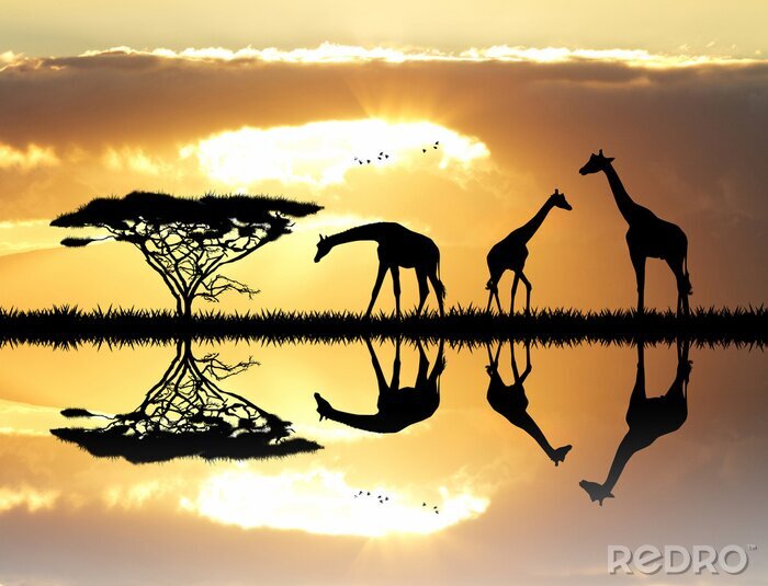 Poster Giraffen im Sonnenuntergang