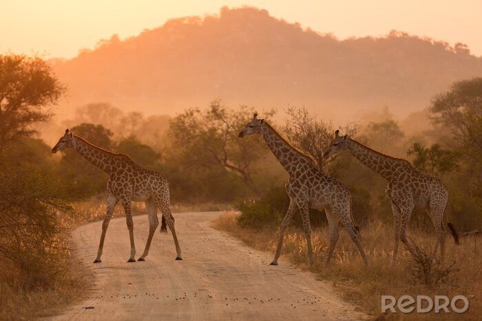 Poster Giraffen in der Abenddämmerung