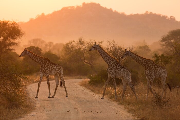 Poster Giraffen in der Abenddämmerung
