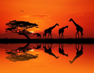 Poster Giraffen in der Savanne bei Sonnenuntergang