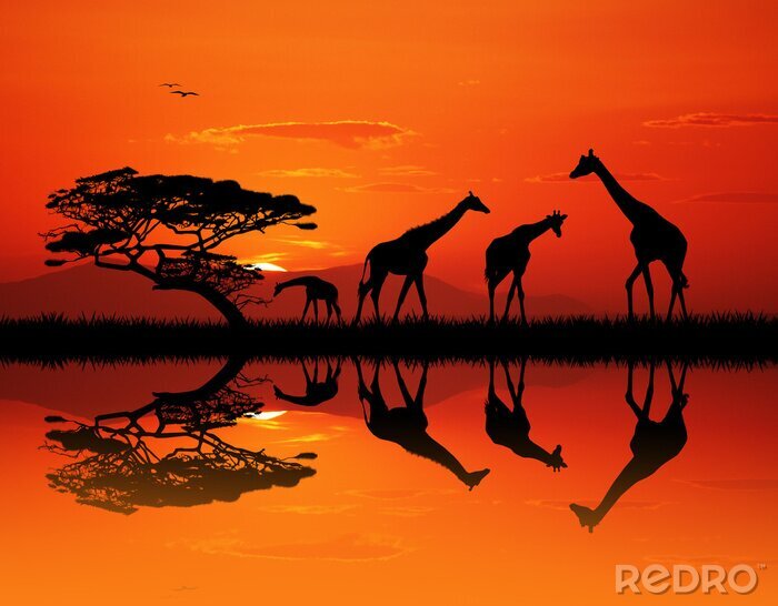 Poster Giraffen in der Savanne bei Sonnenuntergang