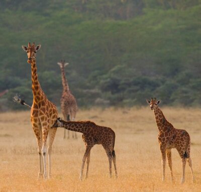 Giraffen in der Savanne spazierend