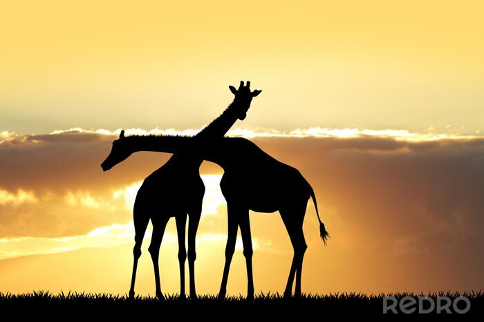 Poster Giraffen in der untergehenden Sonne