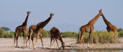 Giraffen in Ostafrika