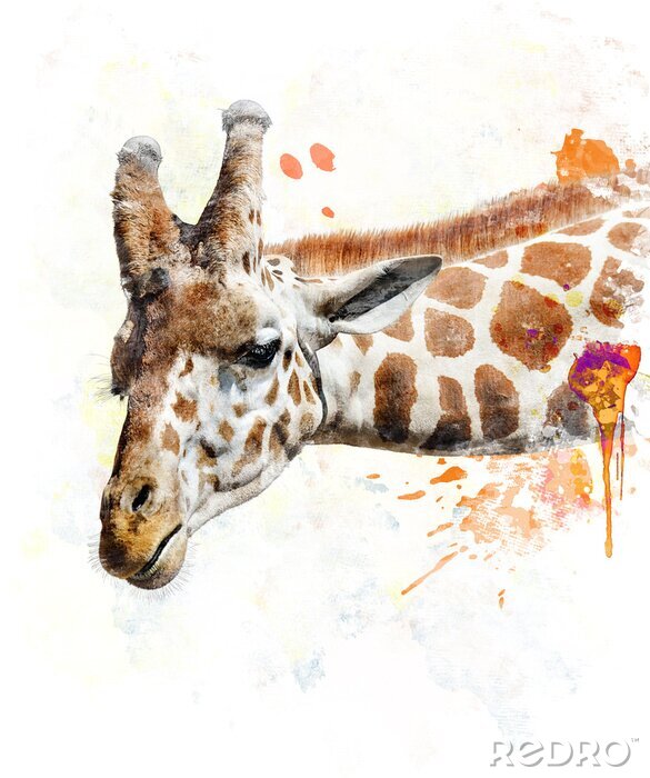 Poster Giraffenkopf auf weißem Hintergrund