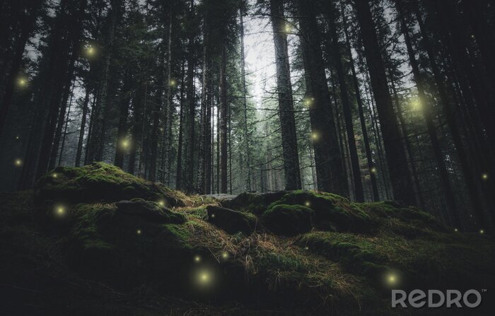 Poster Glühwürmchen in geheimnisvollem Wald