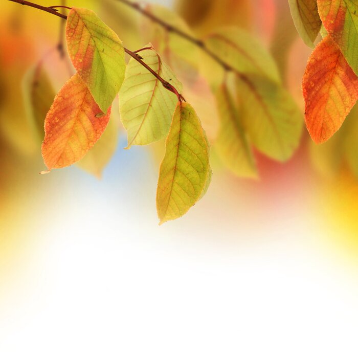 Poster Goldener Herbst und Natur