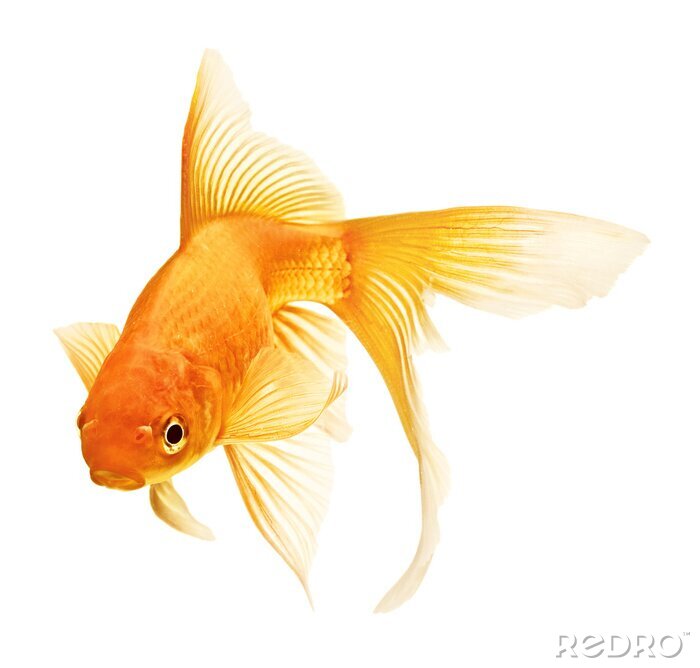 Poster Goldfisch auf weißem Hintergrund