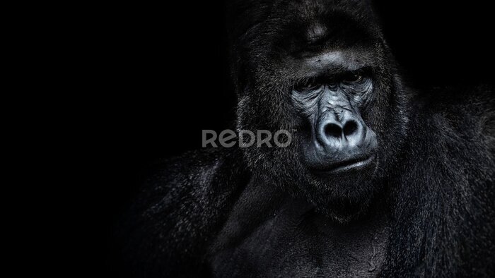 Poster Gorilla auf schwarzem Hintergrund