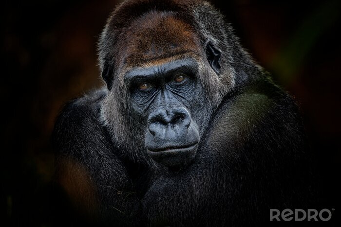 Poster Gorilla auf schwarzem Hintergrund