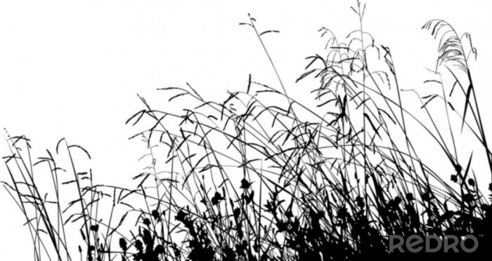 Poster Gräser Schwarz Weiß trocken minimalistisch