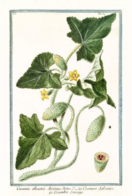 Poster Grafik aus dem botanischen Atlas gerahmt