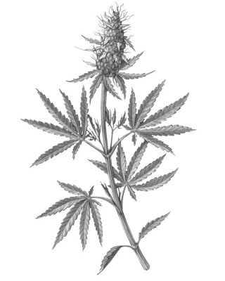 Poster Grafik eines Hanfzweigs mit Blättern und einer Blume