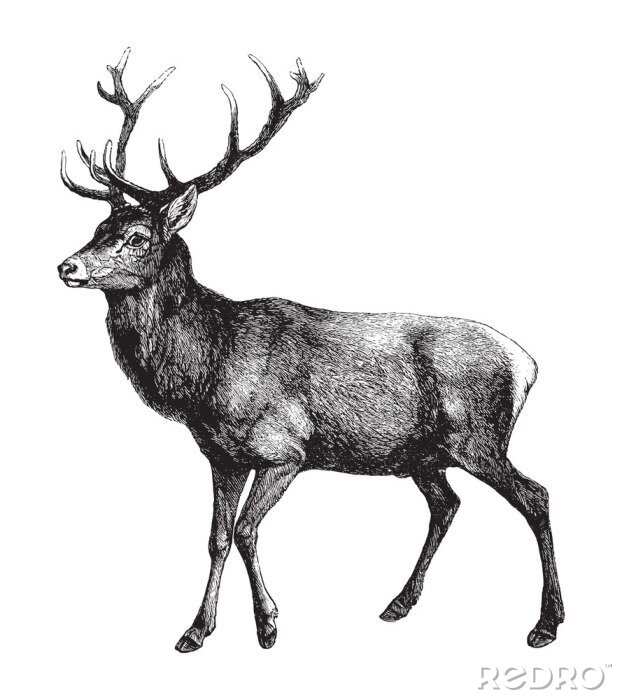 Poster Grafik eines Hirsches mit großem Geweih