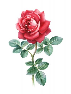 Grafische Darstellung der roten Rose