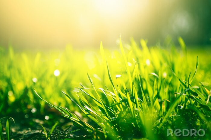 Poster Gras, das einen sonnigen Rasen bedeckt