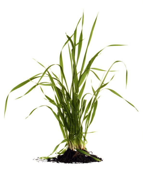 Poster Gras in einem Berg aus Erde