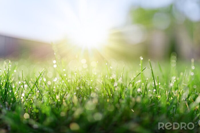 Poster Gras mit Tau am Morgen