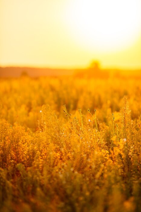 Poster Gras und Pflanzen auf dem Feld