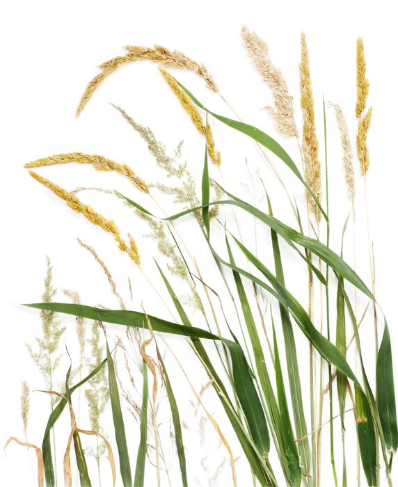 Poster Gras verflochten mit goldenen Ohren