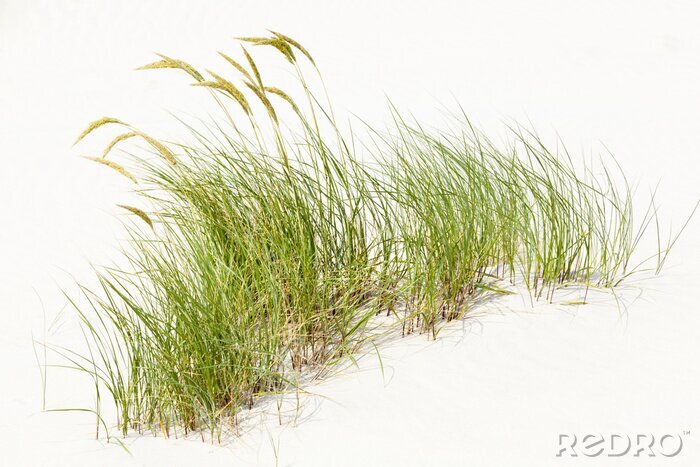 Poster Gras wächst aus hellem Sand