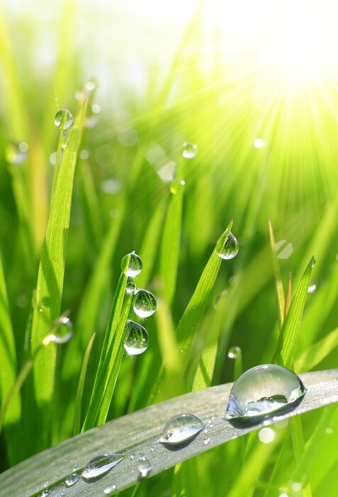 Poster Grasblätter mit großen Tropfen