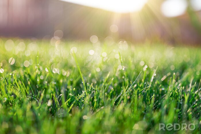 Poster Grasfeld in der Sonne