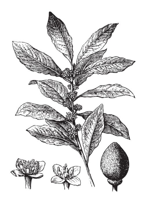 Poster Graue Abbildung mit Stiel und Blüten