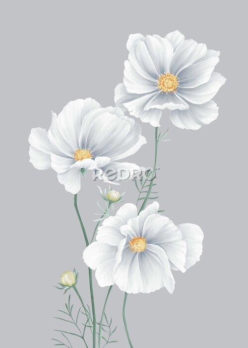 Poster Graue Blütenblätter von Wildblumen