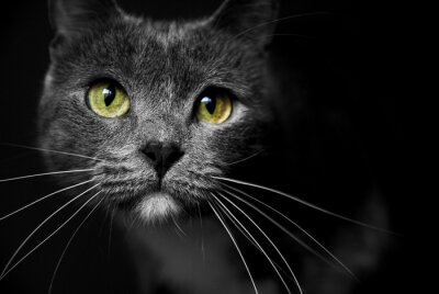 Poster Graue Katze auf dunklem Hintergrund
