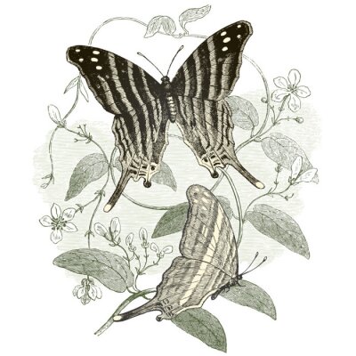 Poster Graue Schmetterlinge