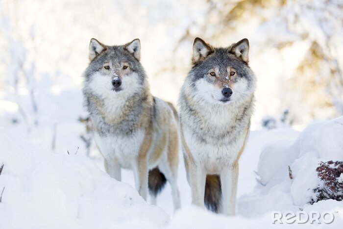 Poster Graue Wölfe im Schnee
