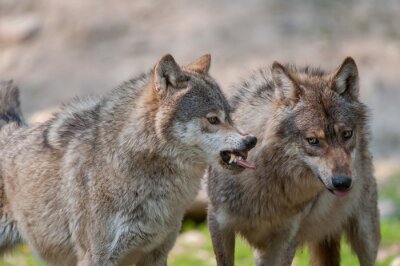 Poster Graue Wölfe zeigen ihre Reißzähne