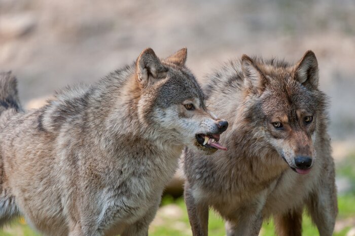 Poster Graue Wölfe zeigen ihre Reißzähne