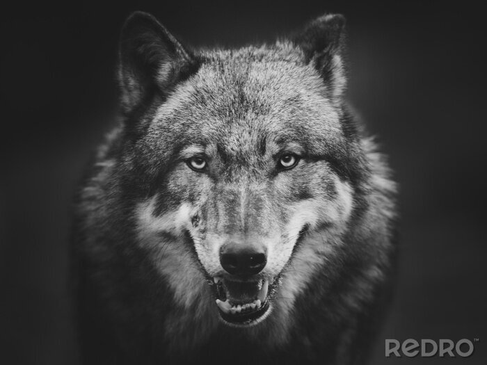 Poster Grauer Wolf auf dunklem Hintergrund