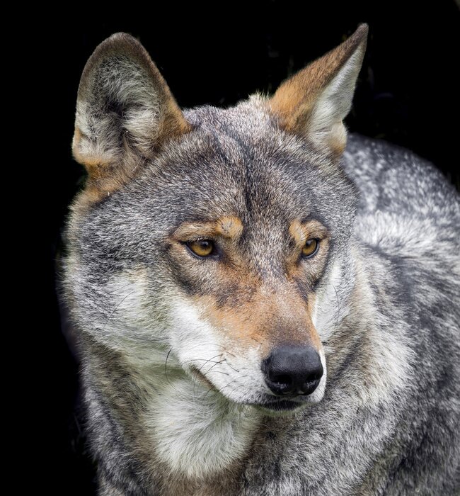 Poster grauer Wolf auf schwarzem Hintergrund