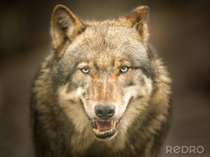 Poster Grauer Wolf beim Schauen