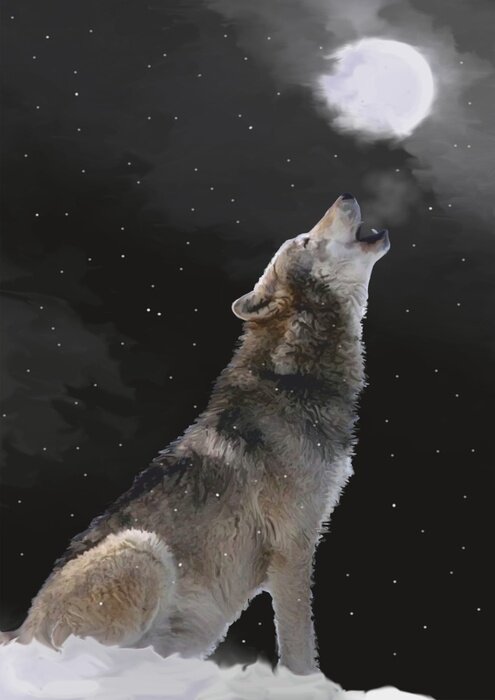 Poster Grauer Wolf heult den Mond an