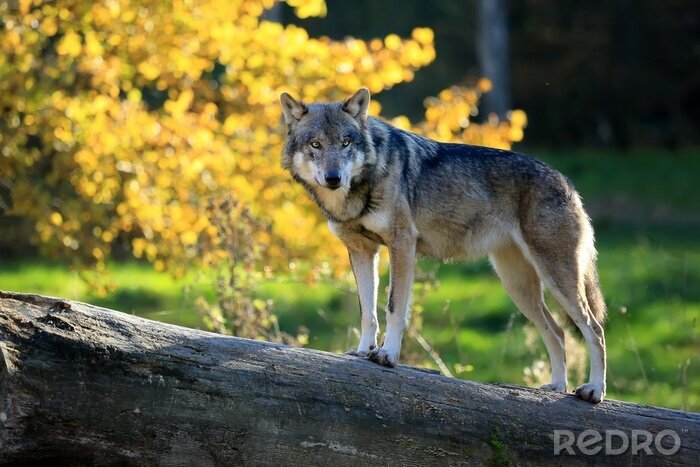 Poster Grauer Wolf im Herbst