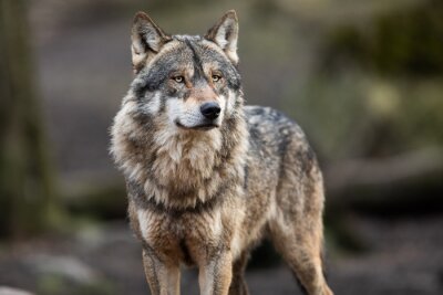 Grauer Wolf im Wald Porträt