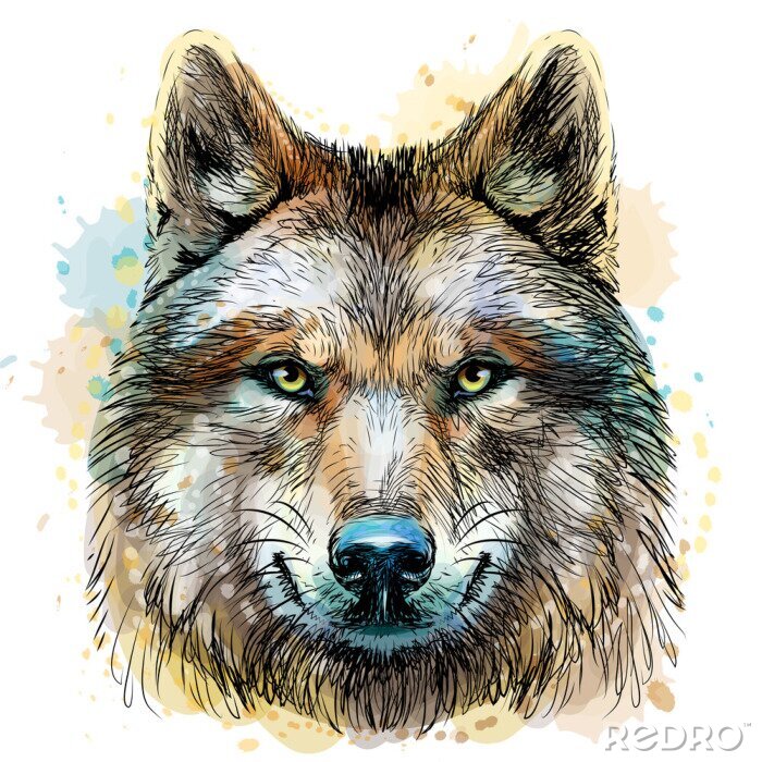 Poster Grauer Wolf in Aquarell