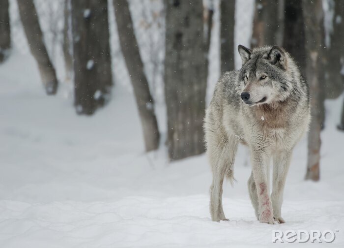 Poster Grauer Wolf in der Winterkulisse