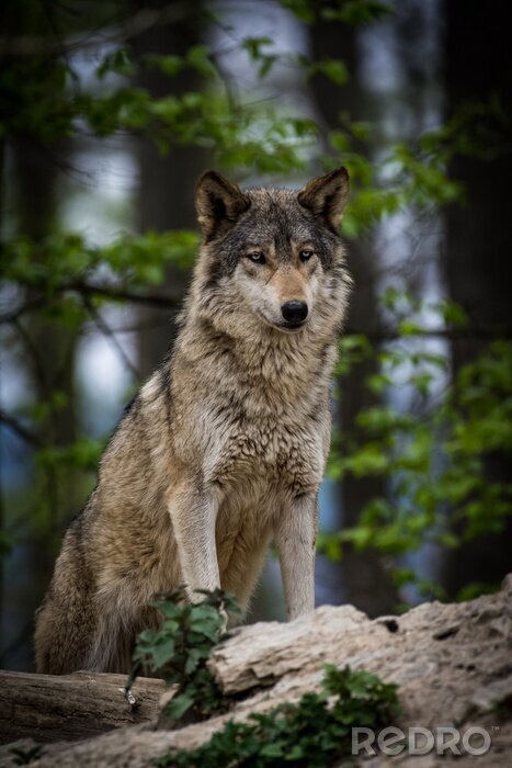 Poster Grauer Wolf inmitten der Felsen