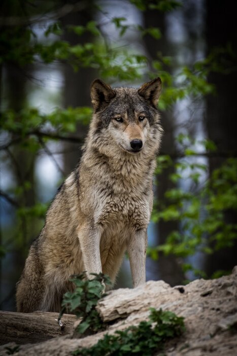 Poster Grauer Wolf inmitten der Felsen