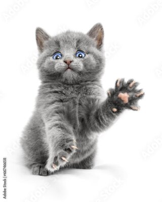Poster Graues Kätzchen auf weißem Hintergrund