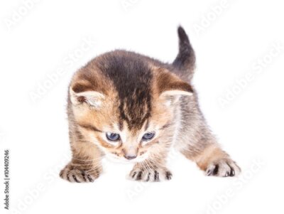 Poster Graues Kätzchen auf weißem Hintergrund